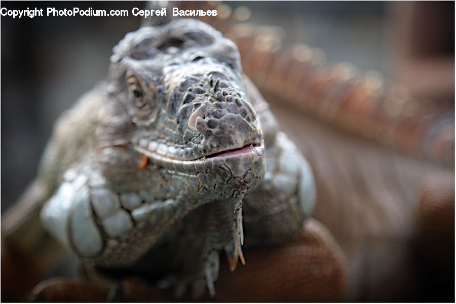 Iguana, Lizard, Reptile