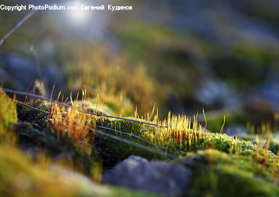 Moss, Plant, Field, Grass, Grassland, Blossom, Flora