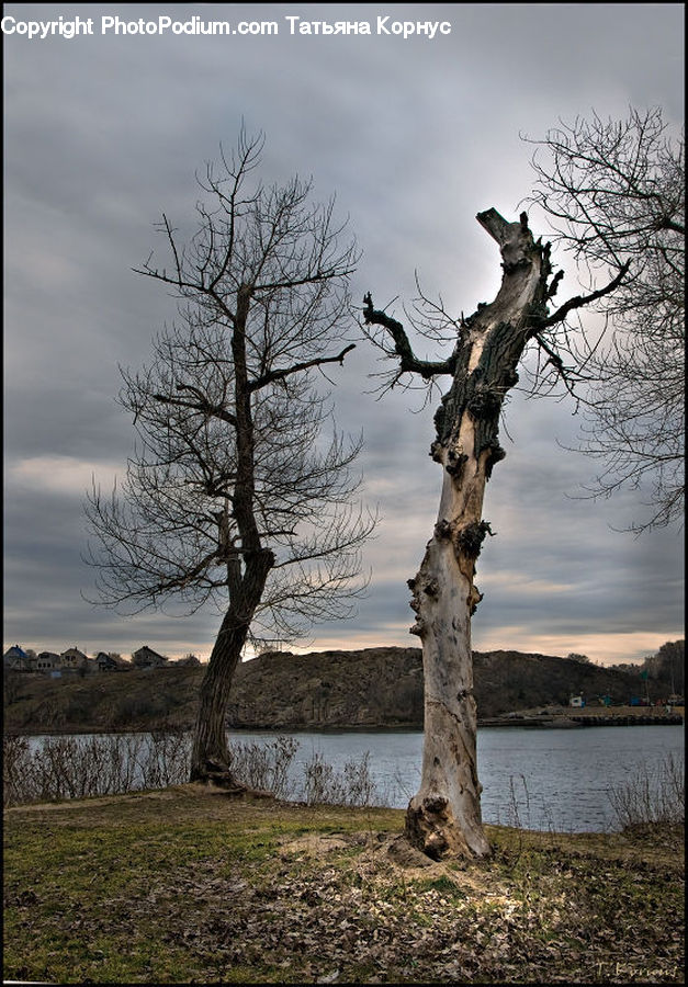 Oak, Tree, Wood, Plant, Birch, Conifer, Fir