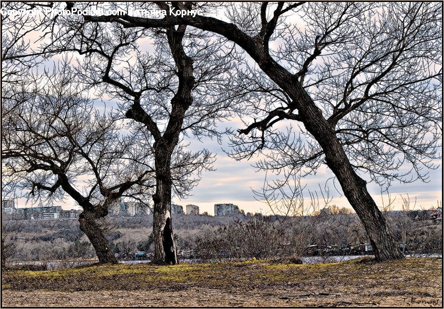 Oak, Tree, Wood, Plant, Blossom, Flora, Flower