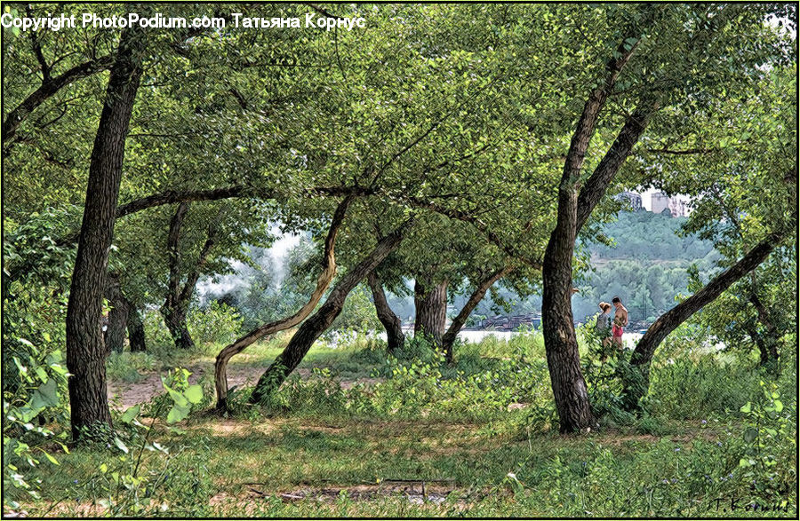 Oak, Tree, Wood, Forest, Grove, Land, Vegetation