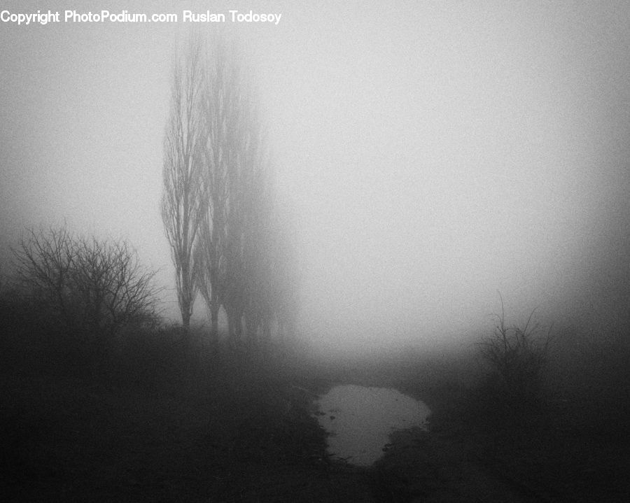 Fog
