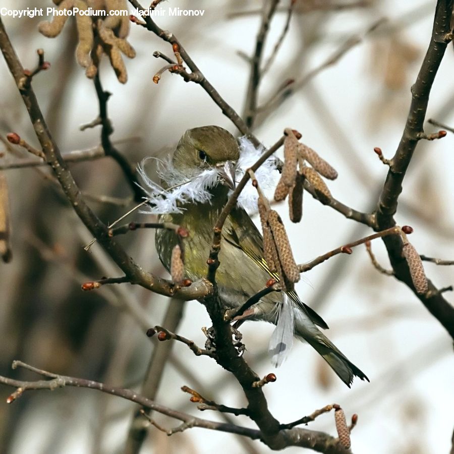 Bird, Sparrow, Wren, Finch, Bee Eater, Blossom, Flora