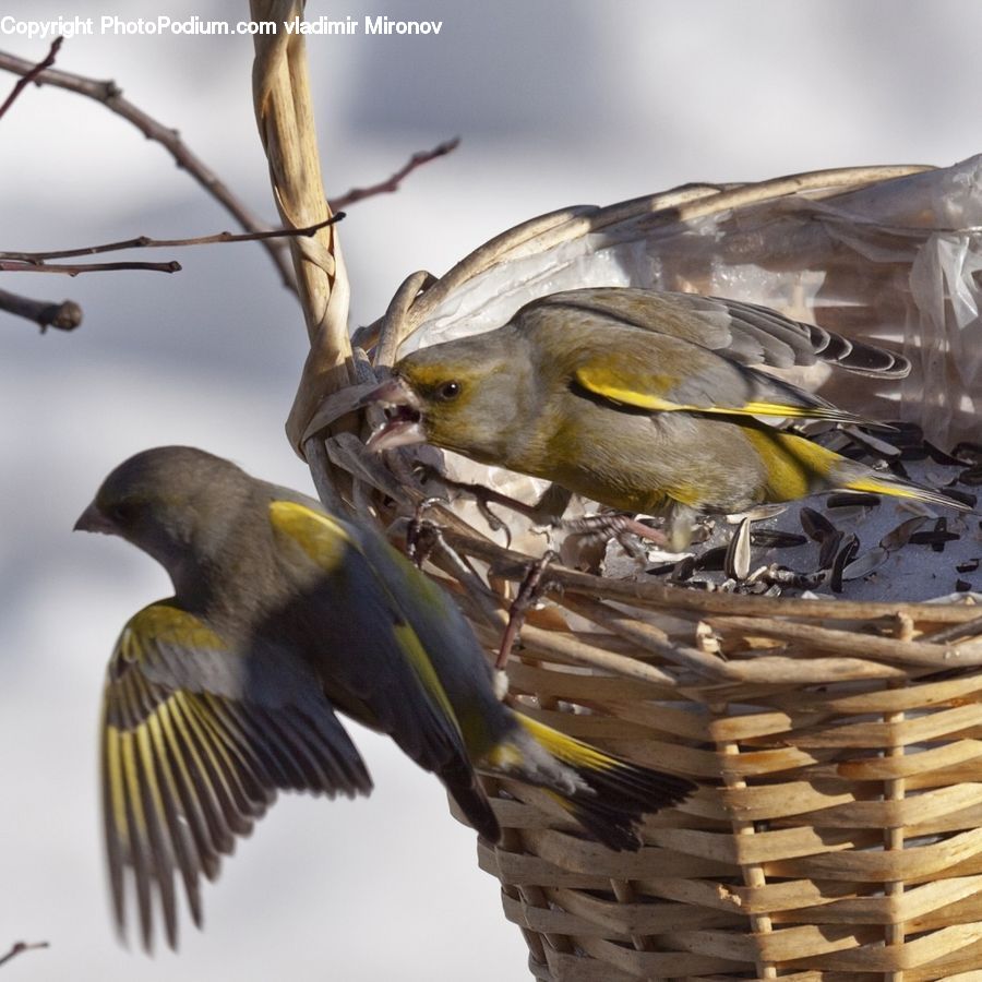 Bird, Finch, Accipiter, Canary, Beak, Bee Eater, Swallow