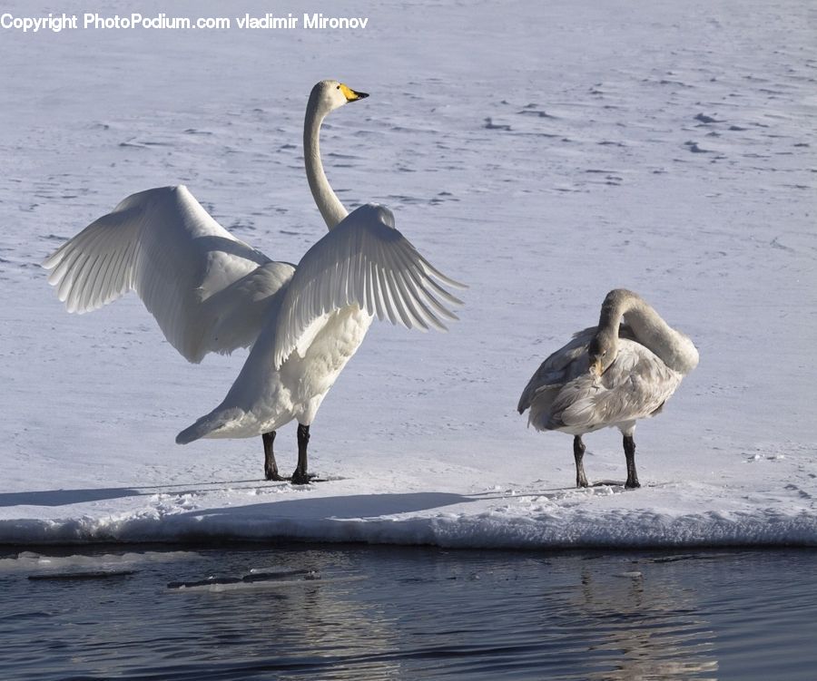 Bird, Seagull, Swan, Waterfowl, Goose, Stork, Ardeidae