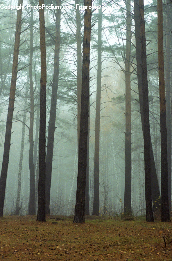 Forest, Vegetation, Grove, Land, Conifer, Fir, Plant
