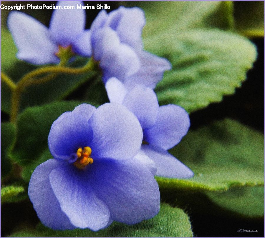 Blossom, Flora, Flower, Plant, Violet, Geranium, Ball