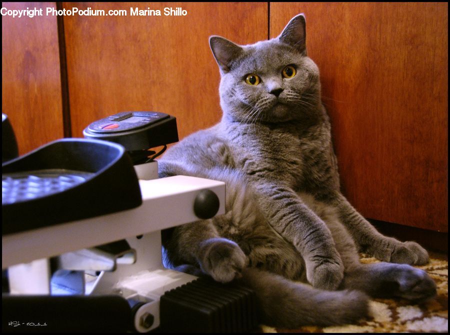 Animal, Cat, Kitten, Mammal, Pet, Abyssinian, Computer