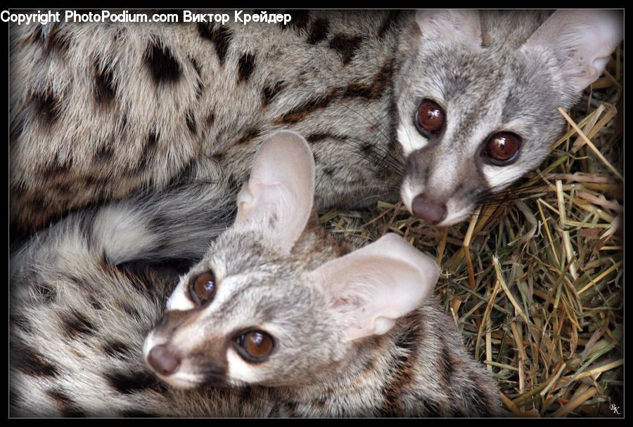 Animal, Cat, Mammal, Pet, Abyssinian, Leopard, Ocelot