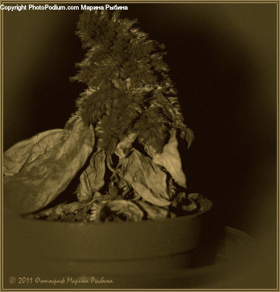 Bonsai, Plant, Potted Plant, Tree, Flower Arrangement, Ikebana, Vase
