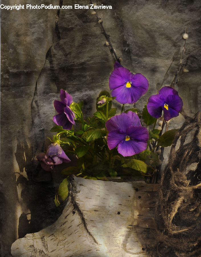 Blossom, Flora, Flower, Plant, Violet, Pansy, Geranium