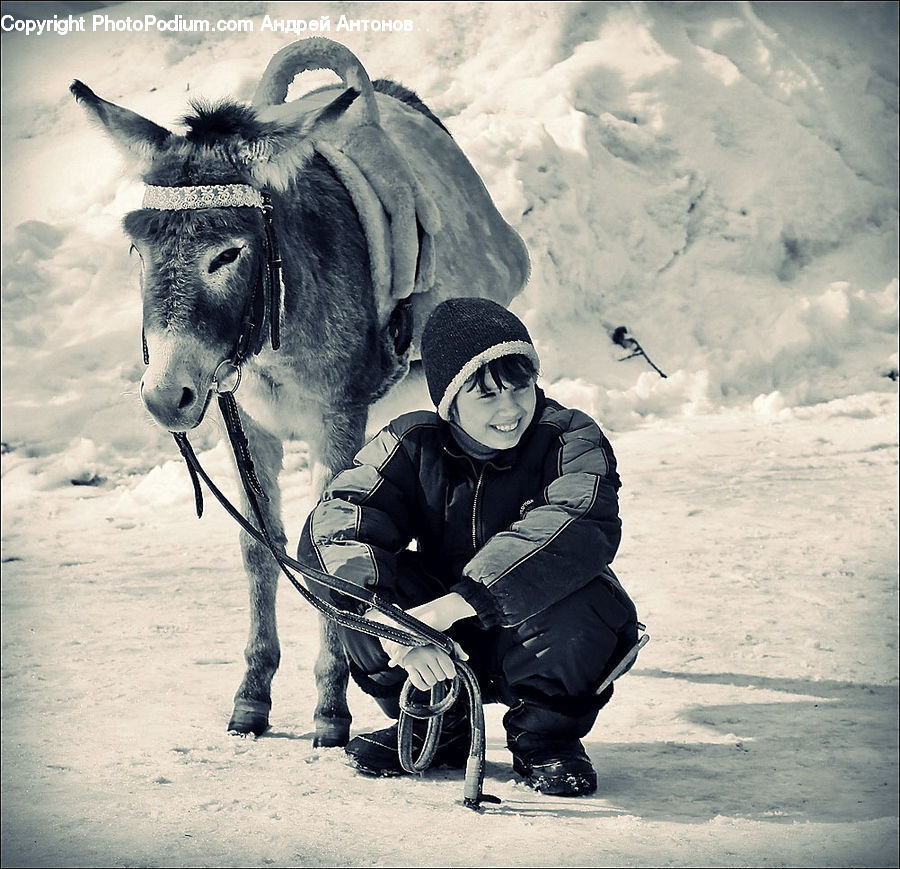 People, Person, Human, Animal, Donkey, Face