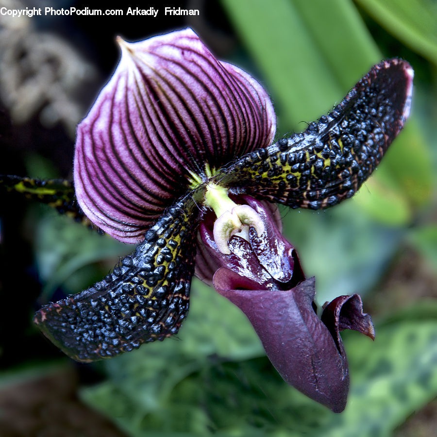Blossom, Flora, Flower, Orchid, Plant, Gladiolus, Iris