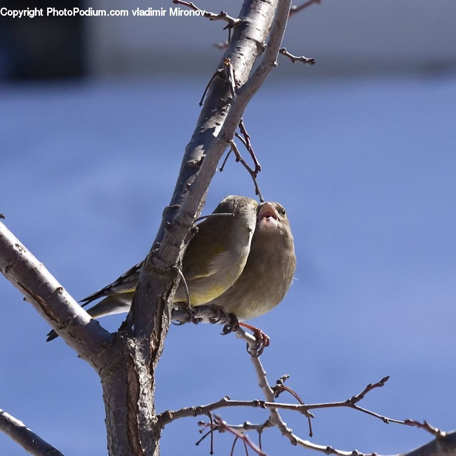 Bird, Flicker Bird, Woodpecker, Dove, Pigeon, Blue Jay, Bluebird