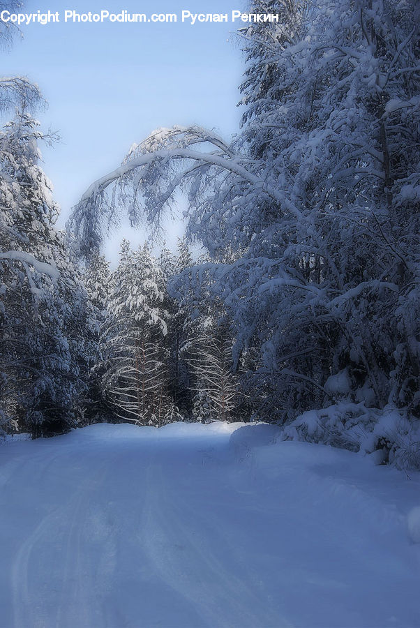Landscape, Nature, Scenery, Conifer, Fir, Plant, Tree