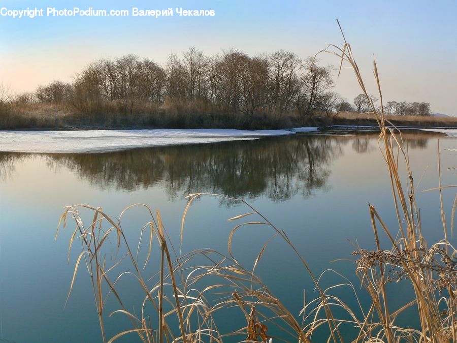 Grass, Plant, Reed, Land, Marsh, Outdoors, Swamp