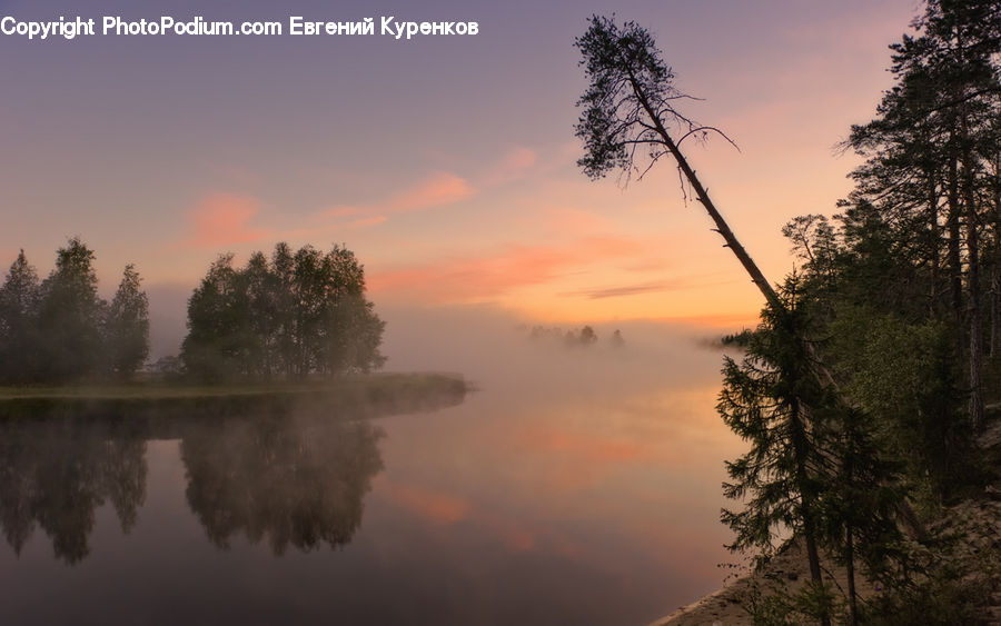 Fog, Dawn, Dusk, Sky, Sunrise, Sunset, Conifer