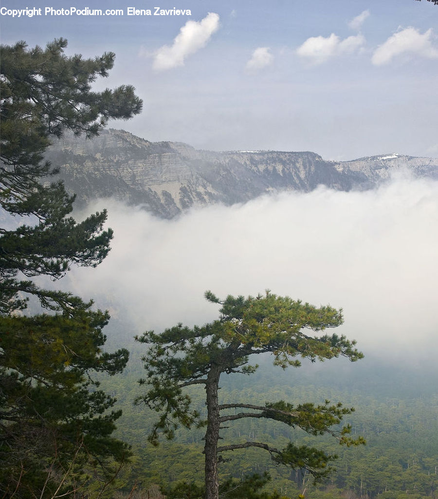 Fog, Conifer, Fir, Plant, Tree, Mist, Outdoors