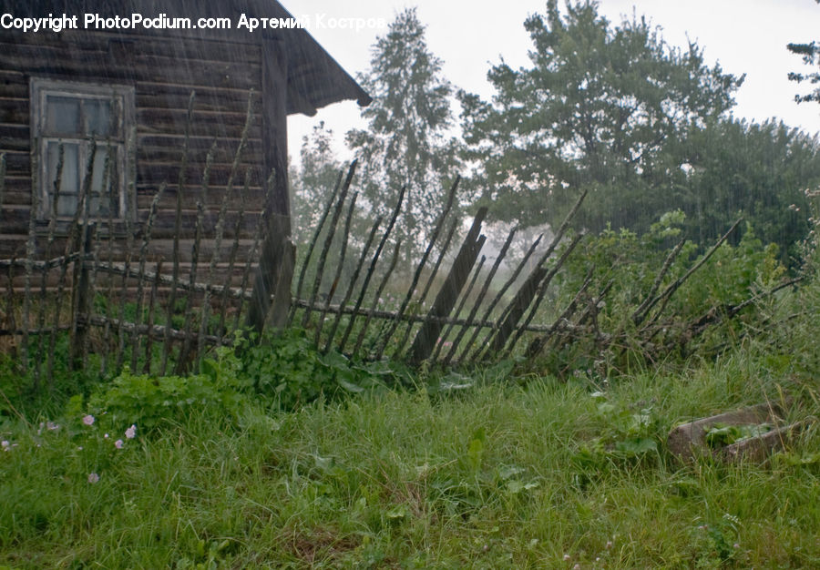 Brick, Conifer, Fir, Spruce, Wood, Outhouse, Shack