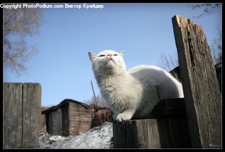 Bunker, Animal, Arctic Fox, Canine, Fox, Mammal, Ruins