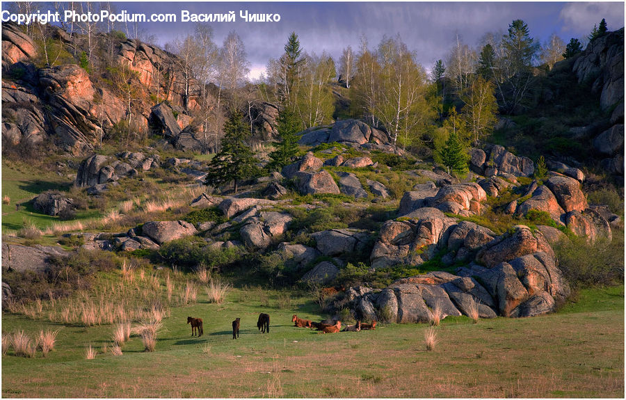 Field, Grass, Grassland, Land, Outdoors, Forest, Grove