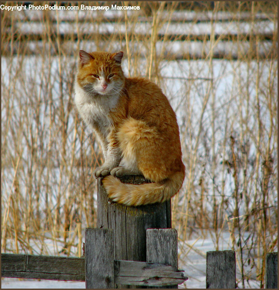 Abyssinian, Animal, Cat, Mammal, Pet, Field, Grass