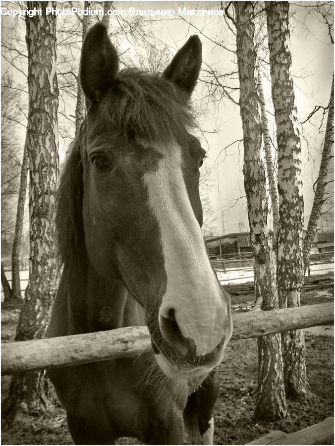 Animal, Horse, Mammal, Brick