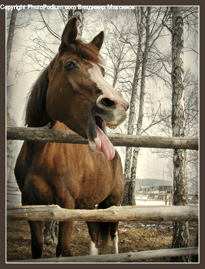 Animal, Horse, Mammal, Stallion, Colt Horse, Foal, Donkey