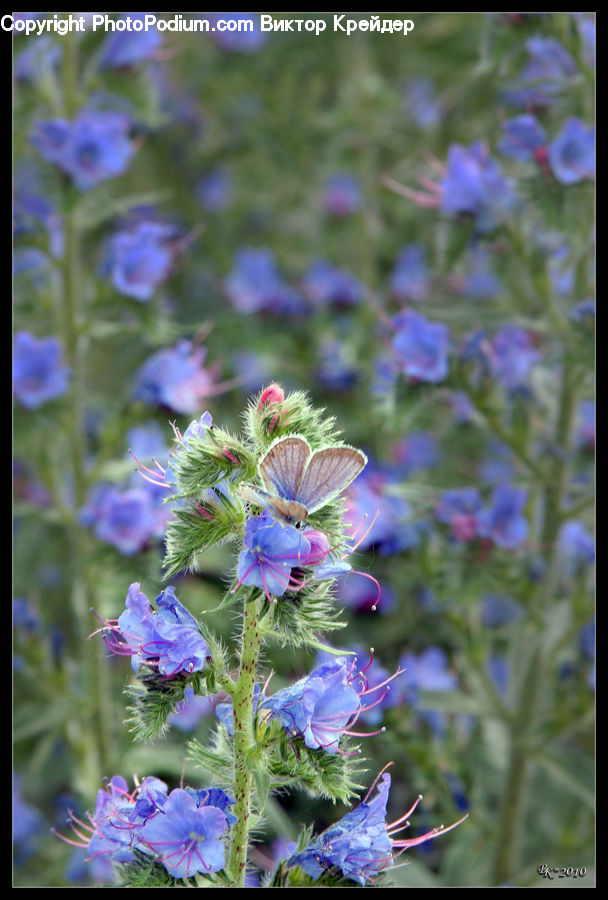 Blossom, Flora, Flower, Geranium, Plant, Aquilegia, Herbal