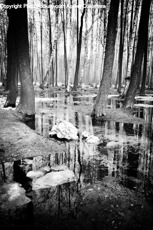 Tomb, Forest, Vegetation, Water, Grove, Land, Plant