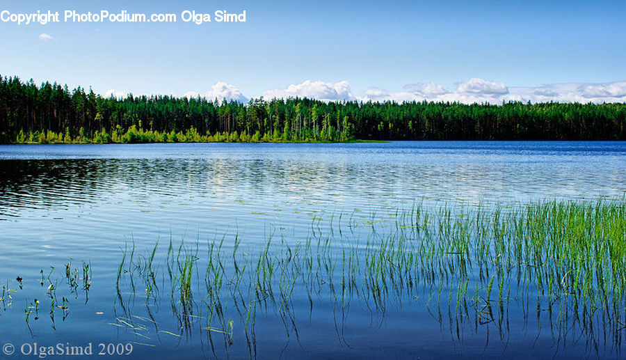 Lake, Outdoors, Water, Field, Grass, Grassland, Plant