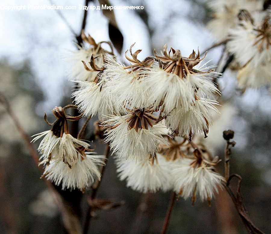 Grain, Seed, Blossom, Flora, Flower, Plant, Field