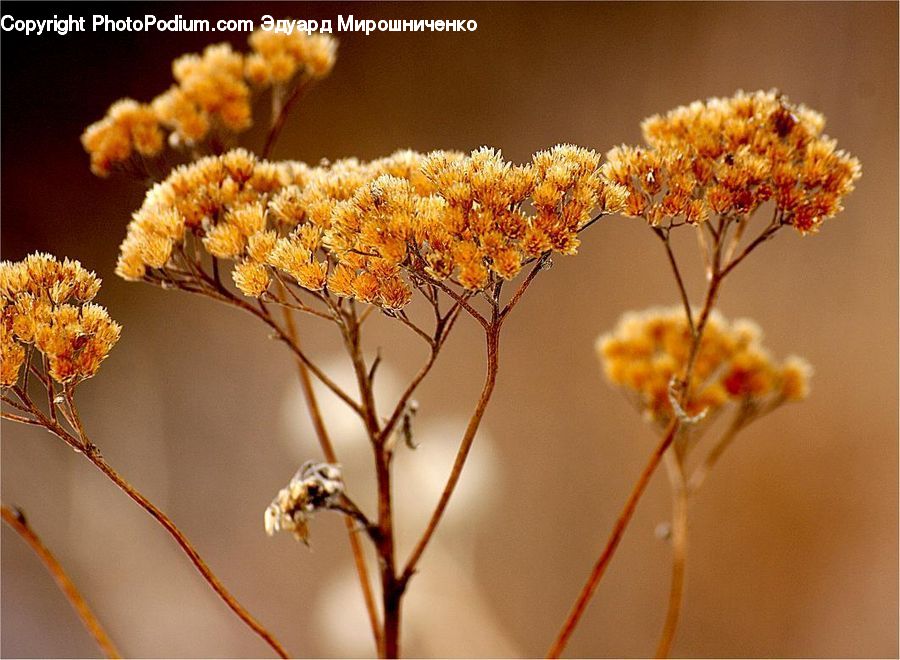 Flower, Mimosa, Plant, Blossom, Flora, Pollen, Weed