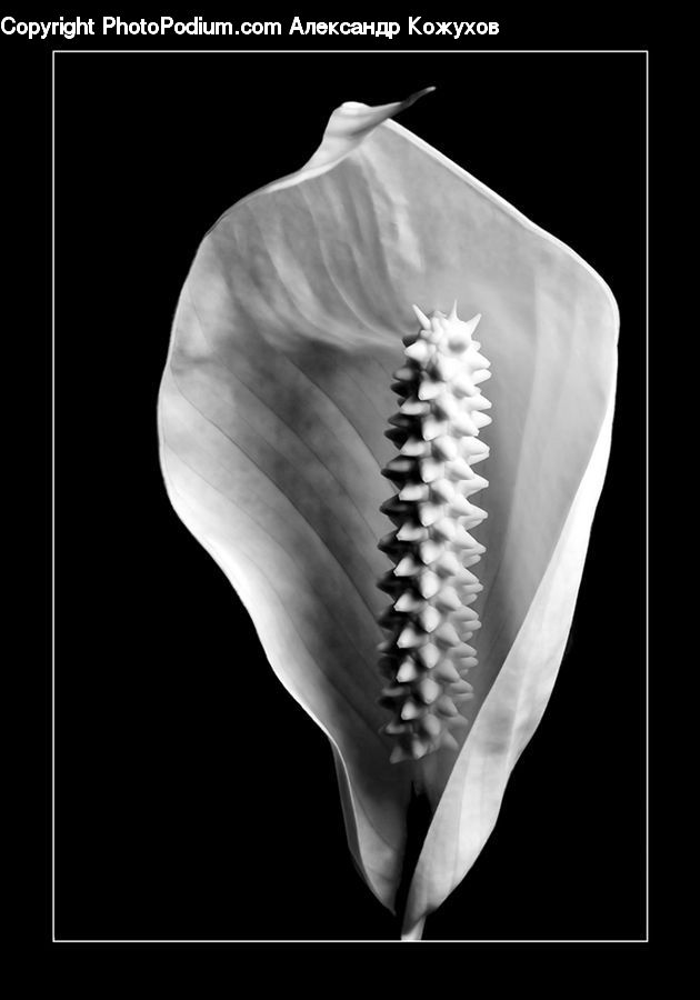 Anthurium, Flower, Plant, Araceae, Blossom, Flora, Petal