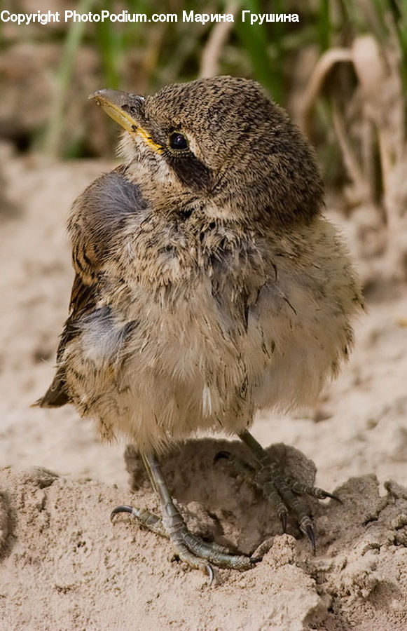 Arachnid, Insect, Invertebrate, Scorpion, Beak, Bird, Wren