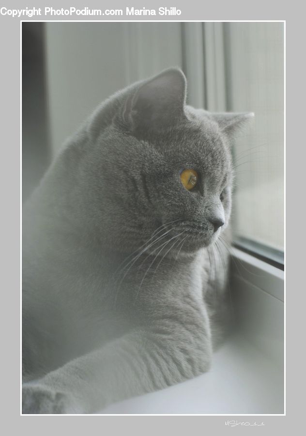 Animal, Cat, Mammal, Manx, Pet, Abyssinian, Siamese