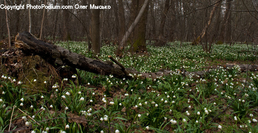 Forest, Vegetation, Plant, Grove, Land, Marsh, Outdoors