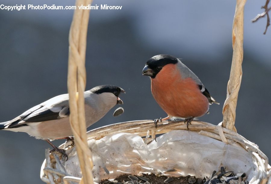 Bird, Robin, Swallow, Driftwood, Wood, Penguin, Beak