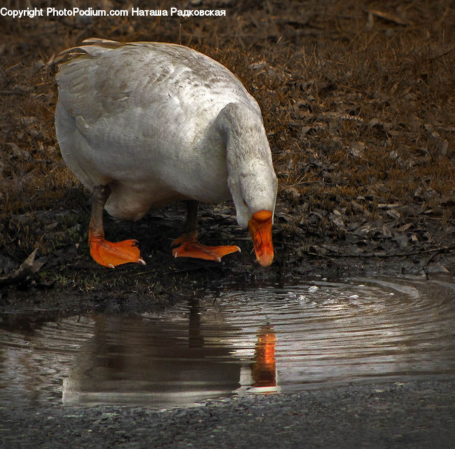Bird, Goose, Waterfowl, Beak, Duck, Teal