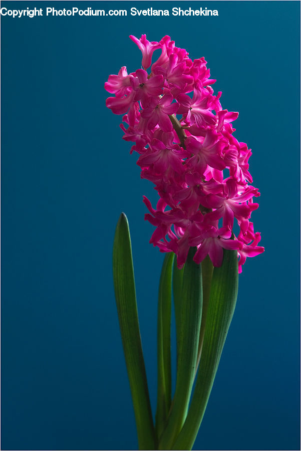 Blossom, Flora, Flower, Plant, Flower Arrangement, Flower Bouquet, Ikebana