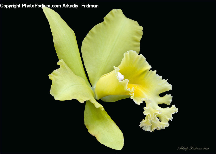 Flora, Flower, Gladiolus, Plant, Blossom, Daffodil, Iris