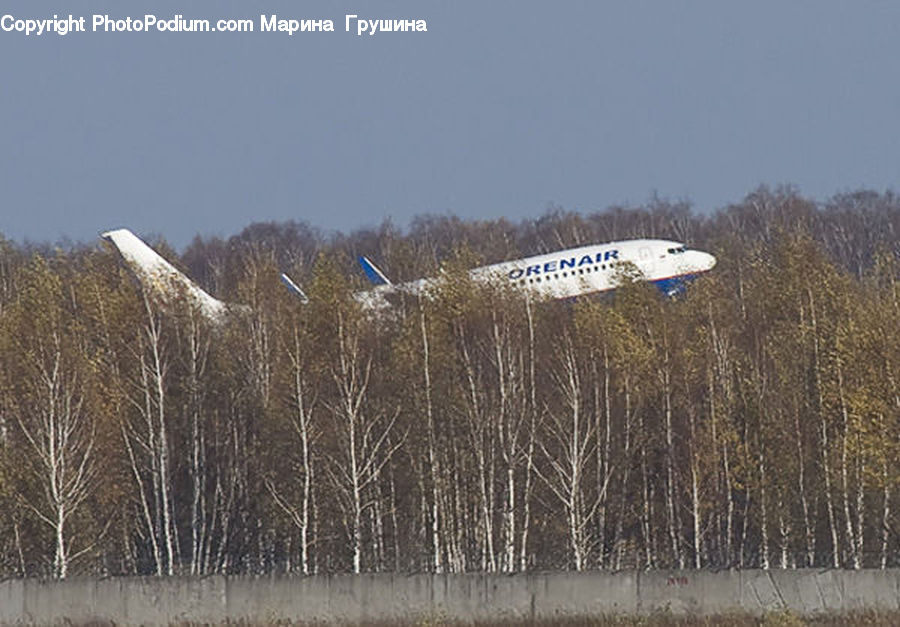 Airfield, Airplane, Airport, Forest, Vegetation, Field, Grass