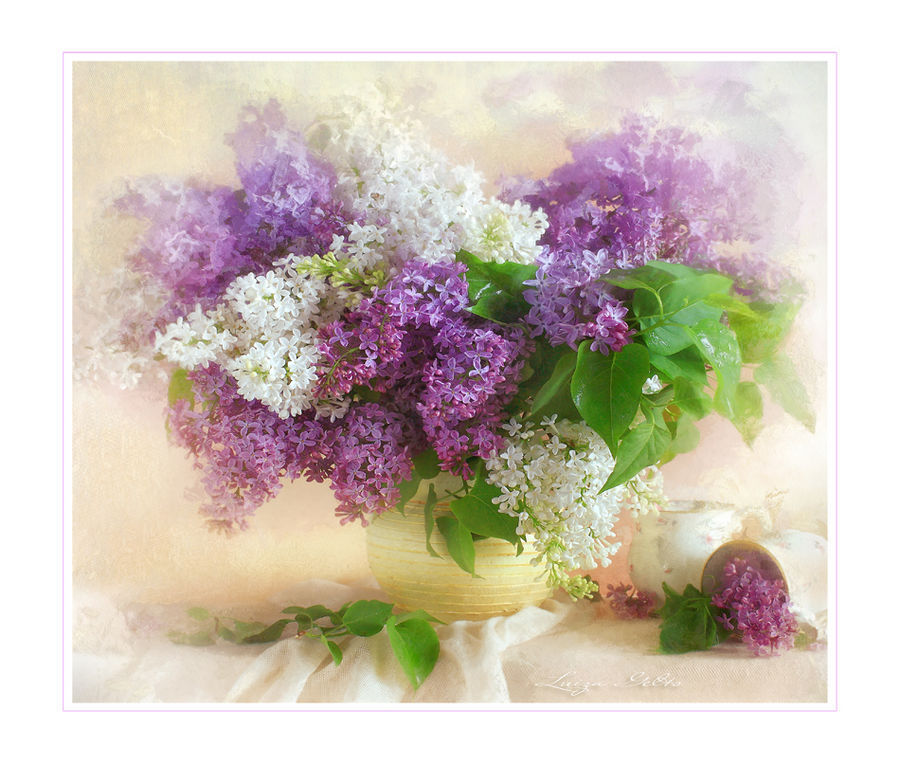 Blossom, Flower, Lilac, Plant, Flora, Flower Arrangement, Flower Bouquet