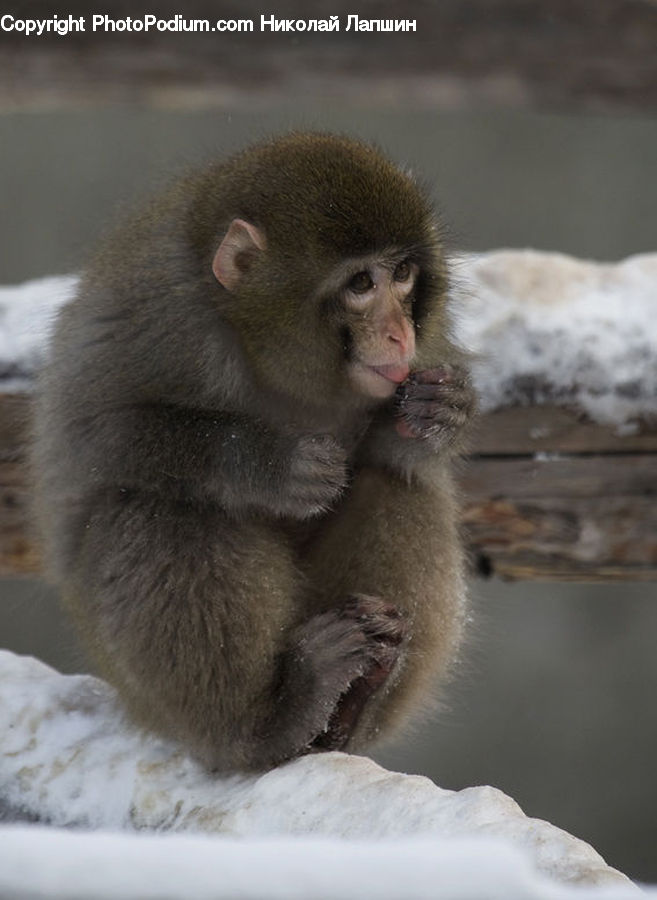 Animal, Mammal, Monkey
