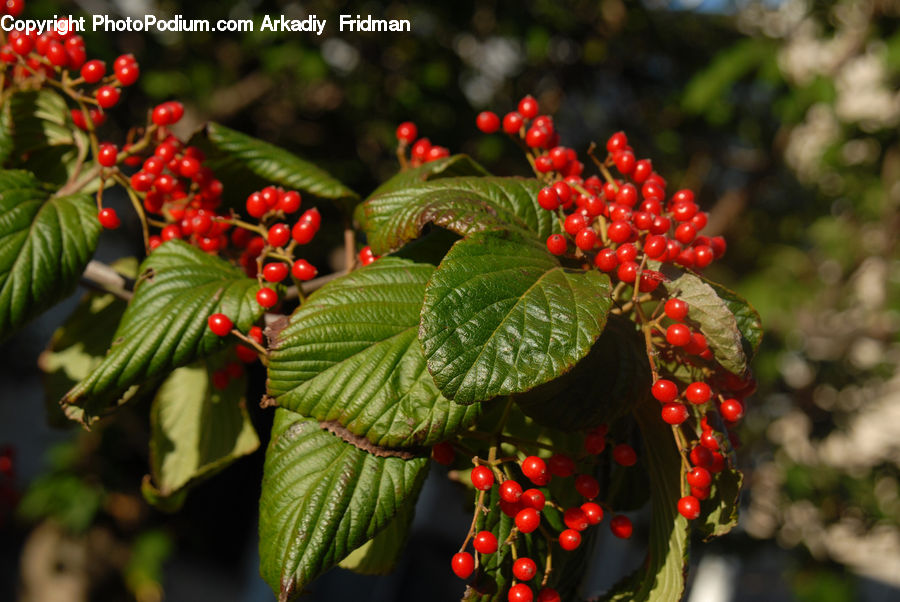 Cherry, Fruit, Plant, Blossom, Flora, Flower, Vine