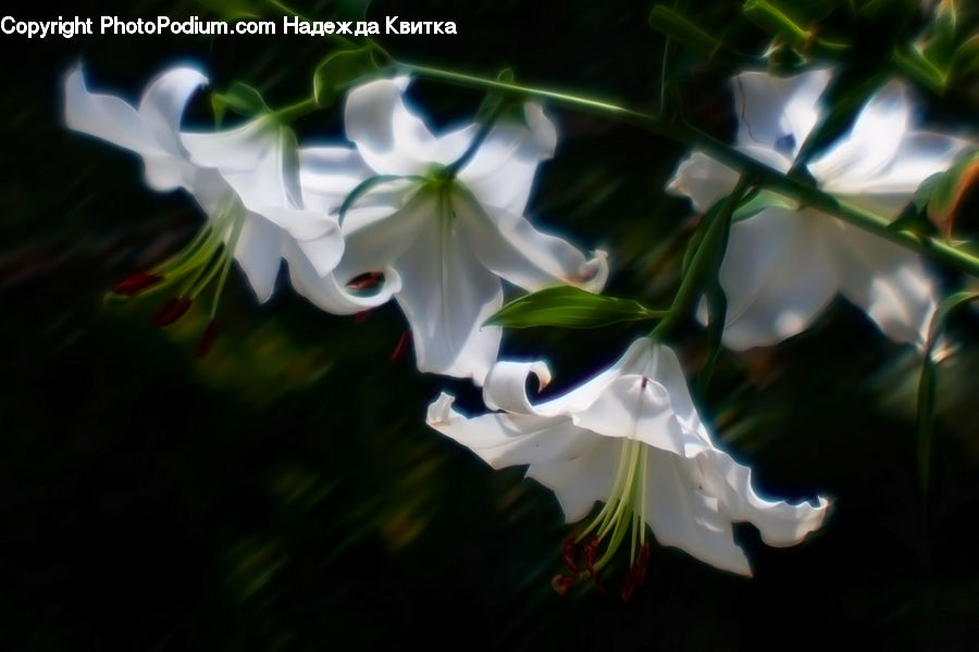 Flora, Flower, Gladiolus, Plant, Blossom, Geranium, Lily