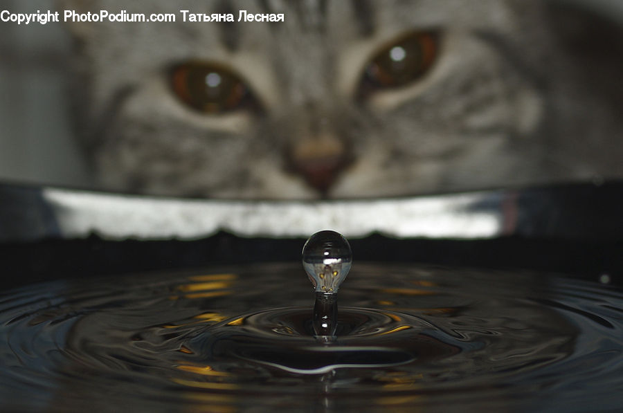 Glass, Goblet, Droplet, Animal, Cat, Mammal, Pet