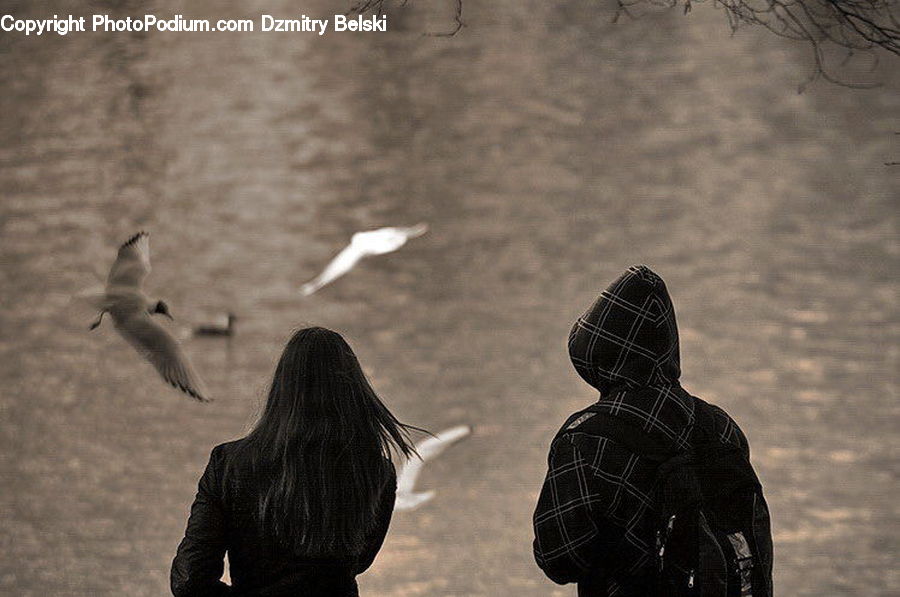 Bird, Seagull, Fog, Kite Bird, Flying, Person, Portrait