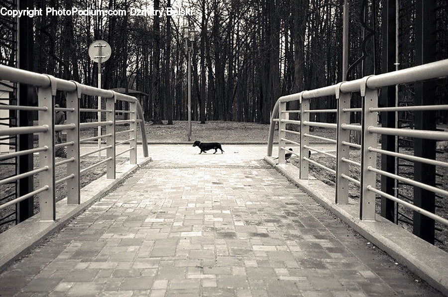 Banister, Handrail, Boardwalk, Path, Pavement, Sidewalk, Walkway