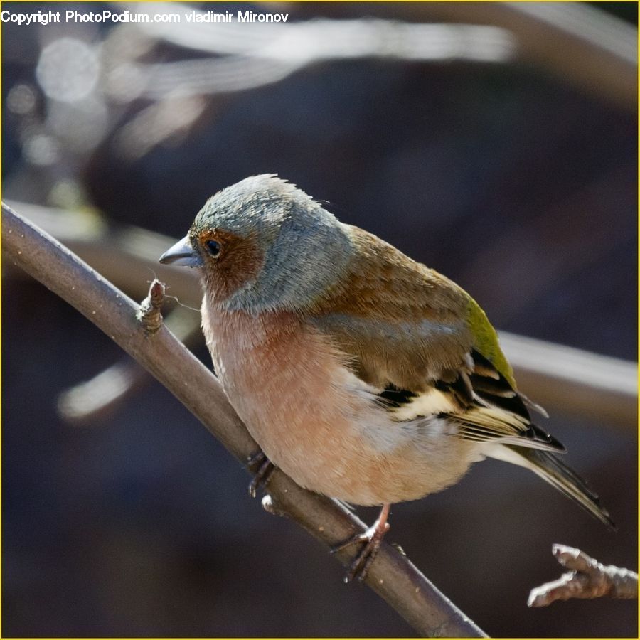 Bird, Finch, Blue Jay, Bluebird, Jay, Head, Portrait